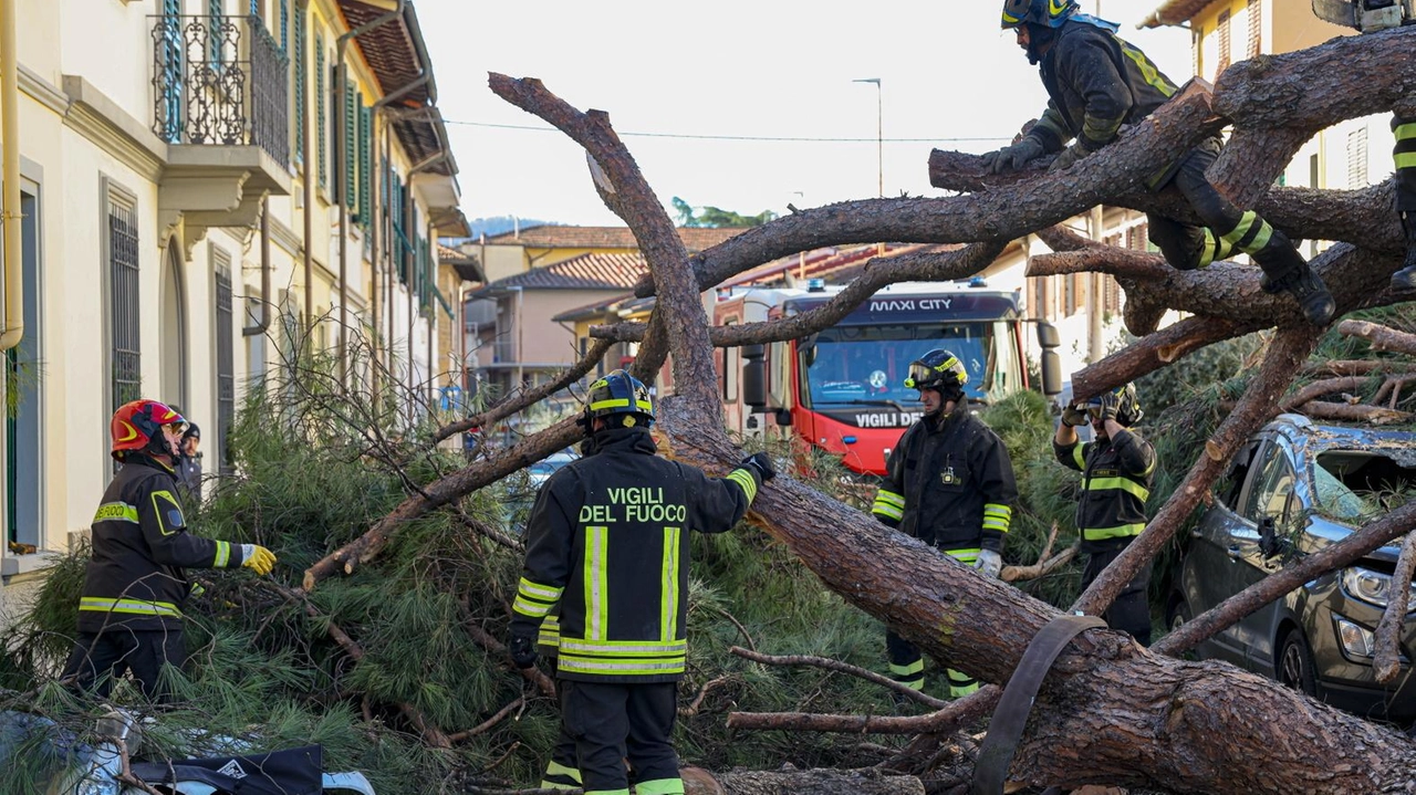 Le immagini mostrano il cedimento dell’albero in via Burchietti Le immagini mostrano il cedimento dell’albero in via Burchietti