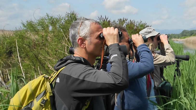 Il birdwatching invernale all'oasi di Arnovecchio a Empoli offre l'opportunità di osservare uccelli acquatici e passeriformi. Prenotazione obbligatoria via mail per l'evento gratuito. Il birdwatching invernale all'oasi di Arnovecchio a Empoli offre l'opportunità di osservare uccelli acquatici e passeriformi. Prenotazione obbligatoria via mail per l'evento gratuito.