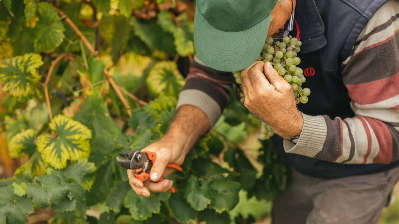 Piano per la riconversione e ristrutturazione dei vigneti. Previsti finanziamenti fino a 11 milioni di euro Piano per la riconversione e ristrutturazione dei vigneti. Previsti finanziamenti fino a 11 milioni di euro