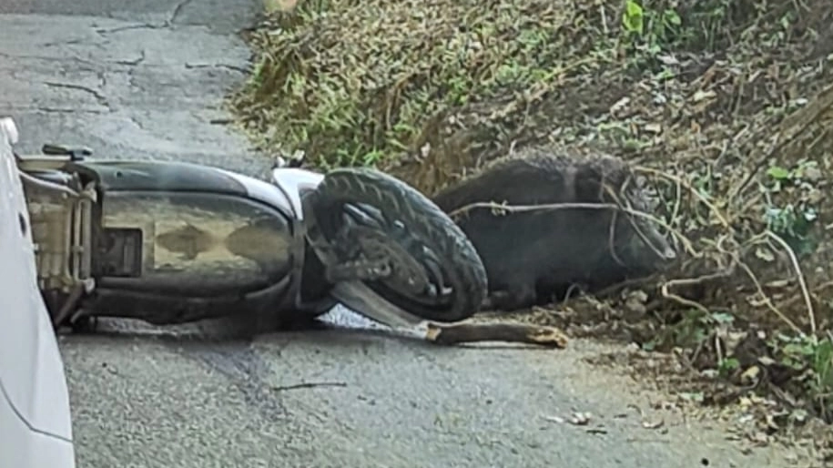 L'incidente è avvenuto a Scandicci, nella foto il motorino a terra e il cinghiale ancora immobile. L'animale è poi sparito nel bosco mentre il giovane di 24 anni alla guida dello scooter è stato portato in ospedale L'incidente è avvenuto a Scandicci, nella foto il motorino a terra e il cinghiale ancora immobile. L'animale è poi sparito nel bosco mentre il giovane di 24 anni alla guida dello scooter è stato portato in ospedale