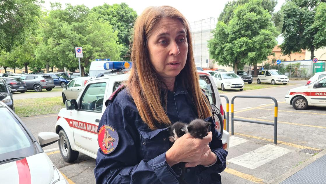 prato soccorre cinque gattini trovati accanto alla mamma morta in strada da Lanazione.it prato soccorre cinque gattini trovati accanto alla mamma morta in strada
