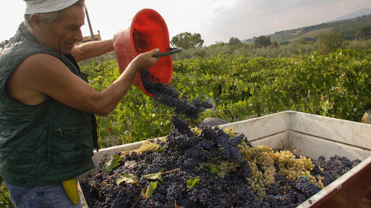 Allarme dazi per i produttori di vino