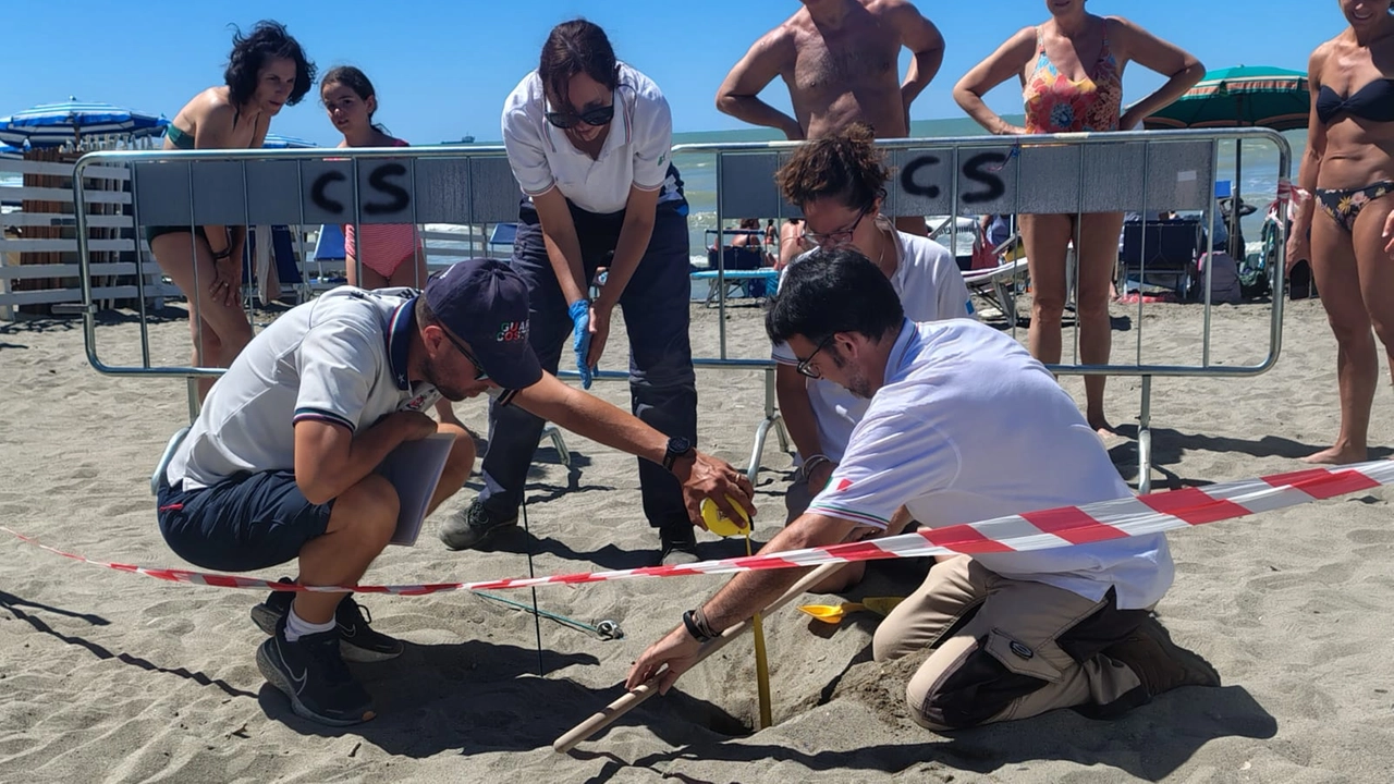 Il nido di tartarughe scoperto a Marinella di Sarzana: scatta il monitoraggio degli esperti Il nido di tartarughe scoperto a Marinella di Sarzana: scatta il monitoraggio degli esperti