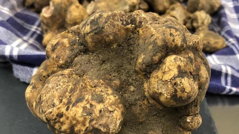 La 35ª Mostra del Tartufo e dei Prodotti agroalimentari di qualità di Fabro celebra la sua rinascita con un programma ricco di eventi gastronomici, culturali e musicali. Un'occasione per scoprire il pregiato tartufo bianco fabrense e l'ampia produzione locale. La 35ª Mostra del Tartufo e dei Prodotti agroalimentari di qualità di Fabro celebra la sua rinascita con un programma ricco di eventi gastronomici, culturali e musicali. Un'occasione per scoprire il pregiato tartufo bianco fabrense e l'ampia produzione locale.