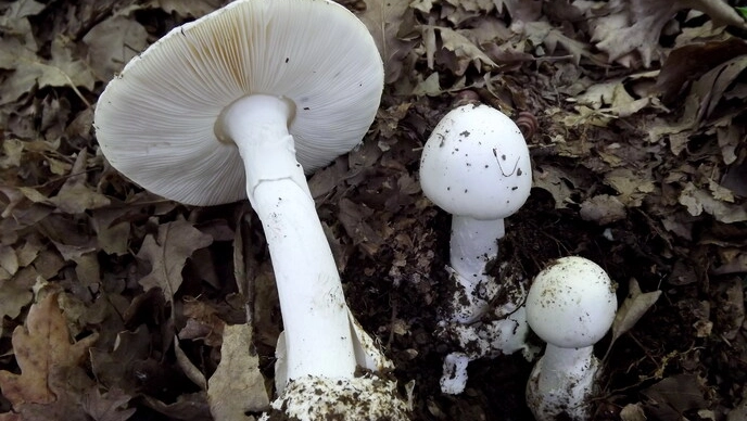Esemplari di Amanita Phalloides (Foto Ansa) Esemplari di Amanita Phalloides (Foto Ansa)