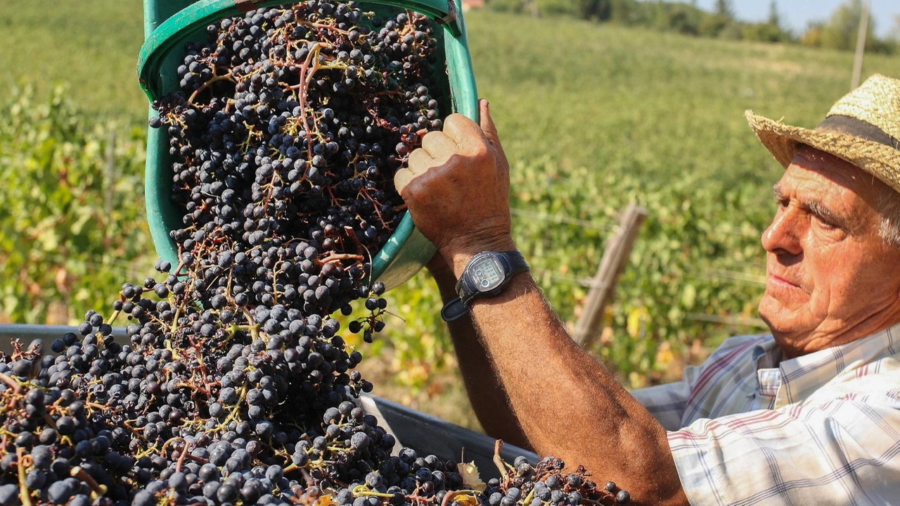 Sarà un’ottima annata per il Chianti Sarà un’ottima annata per il Chianti