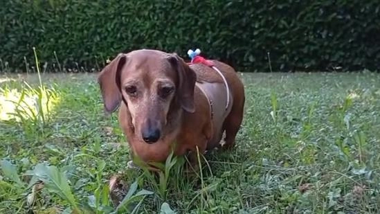 Sta meglio la bassottina presa a calci dal padrone. Intanto c’è chi vuole adottarla e donarle amore