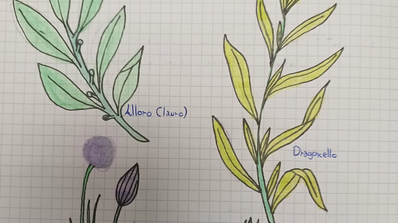 Le erbe aromatiche disegnate da Albien