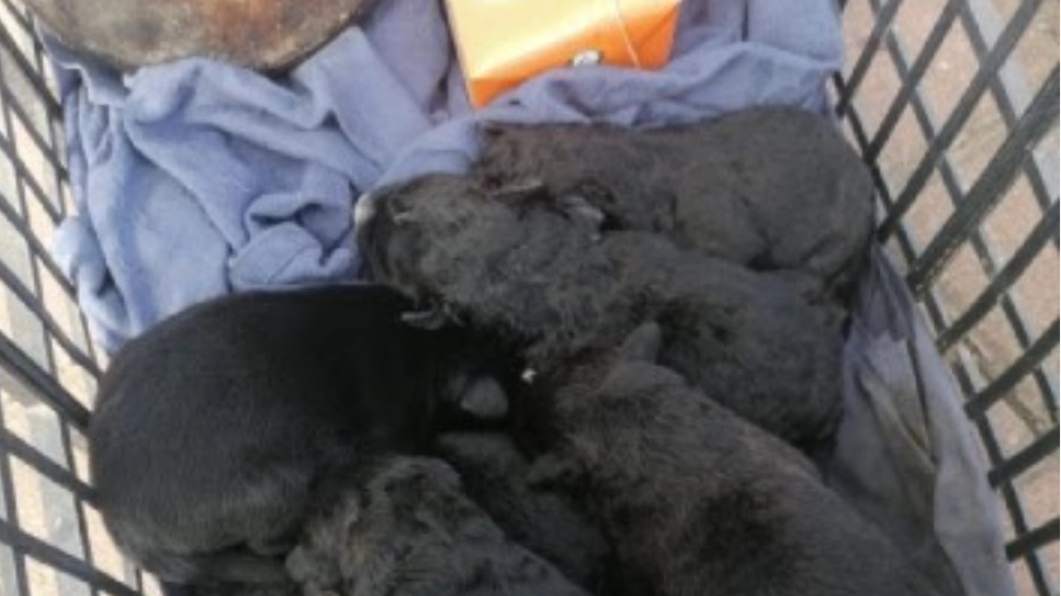 I cuccioli abbandonati I cuccioli abbandonati