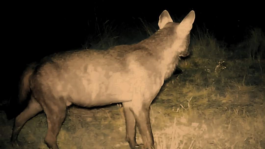 Una foto della lupa “Tina” catturata a Malmantile dalla fototrappola di Fossi Una foto della lupa “Tina” catturata a Malmantile dalla fototrappola di Fossi