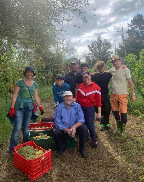 Il rito della vendemmia. Insegnanti e studenti insieme tra i filari di vite