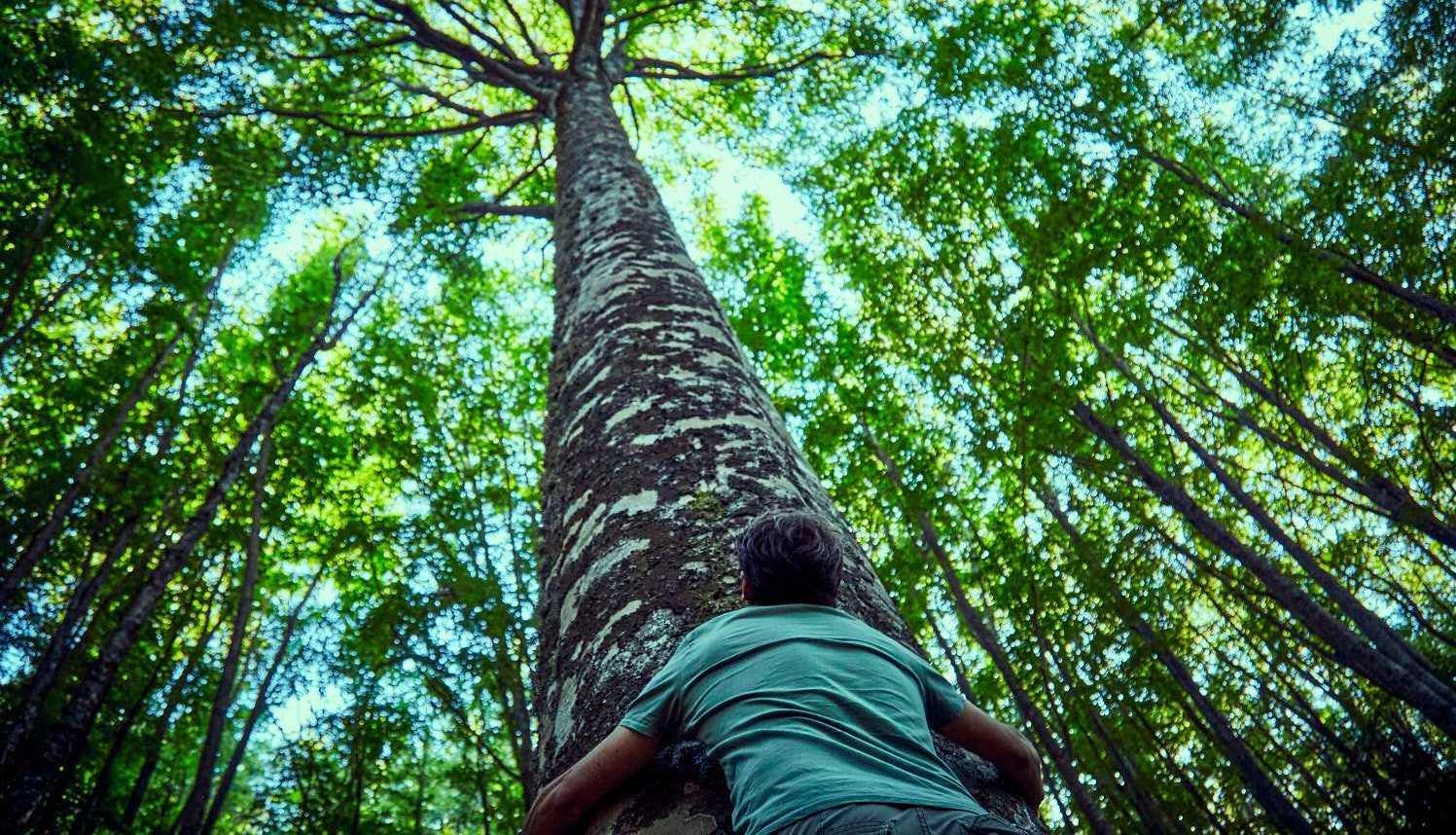 Unione dei Comuni. Multe severe sull’Amiata per i tagli del bosco