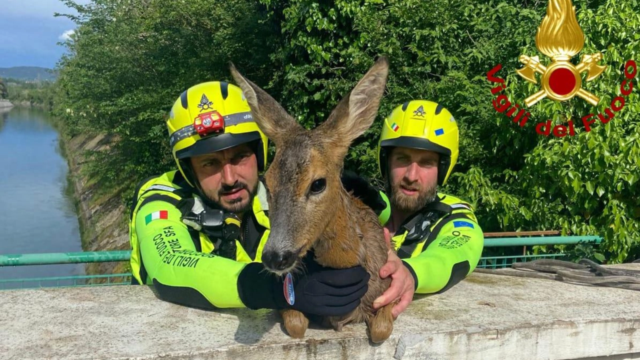 Il recupero del capriolo