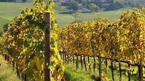 Al Nido dell’Aquila protagonista una decina di cantine Al Nido dell’Aquila protagonista una decina di cantine