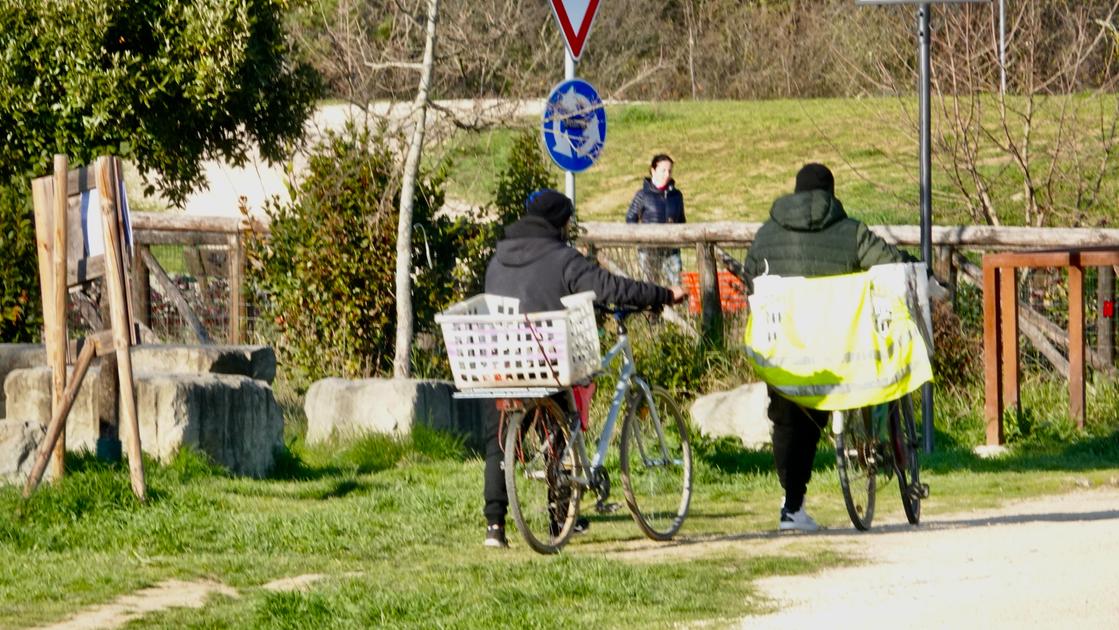 Cinghiale nel parco del Mensola. “Aveva i cuccioli, ha attaccato me e la mia cagnolina” Cinghiale nel parco del Mensola. “Aveva i cuccioli, ha attaccato me e la mia cagnolina”