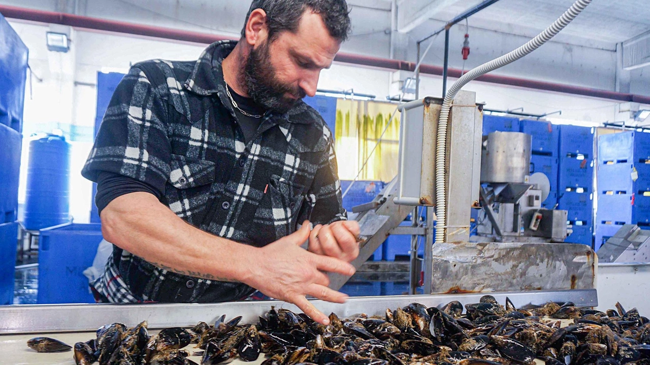 Il nuovo impianto per la mitilicoltura dovrebbe nascere al largo di Punta Bianca Il nuovo impianto per la mitilicoltura dovrebbe nascere al largo di Punta Bianca