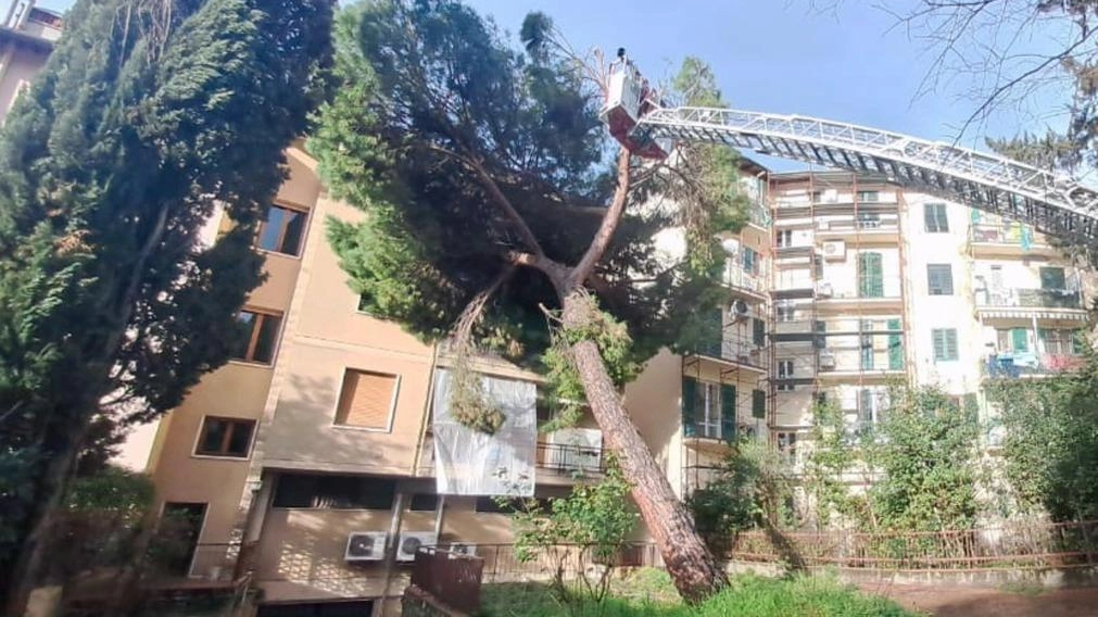 I vigili del fuoco. di Firenze sono intervenuti in via di Villamagna per la rimozione e la messa in sicurezza di un pino