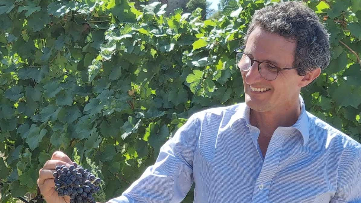 Nella tenuta Marchesi Pancrazi a Bagnolo si è già vendemmiato Nella tenuta Marchesi Pancrazi a Bagnolo si è già vendemmiato
