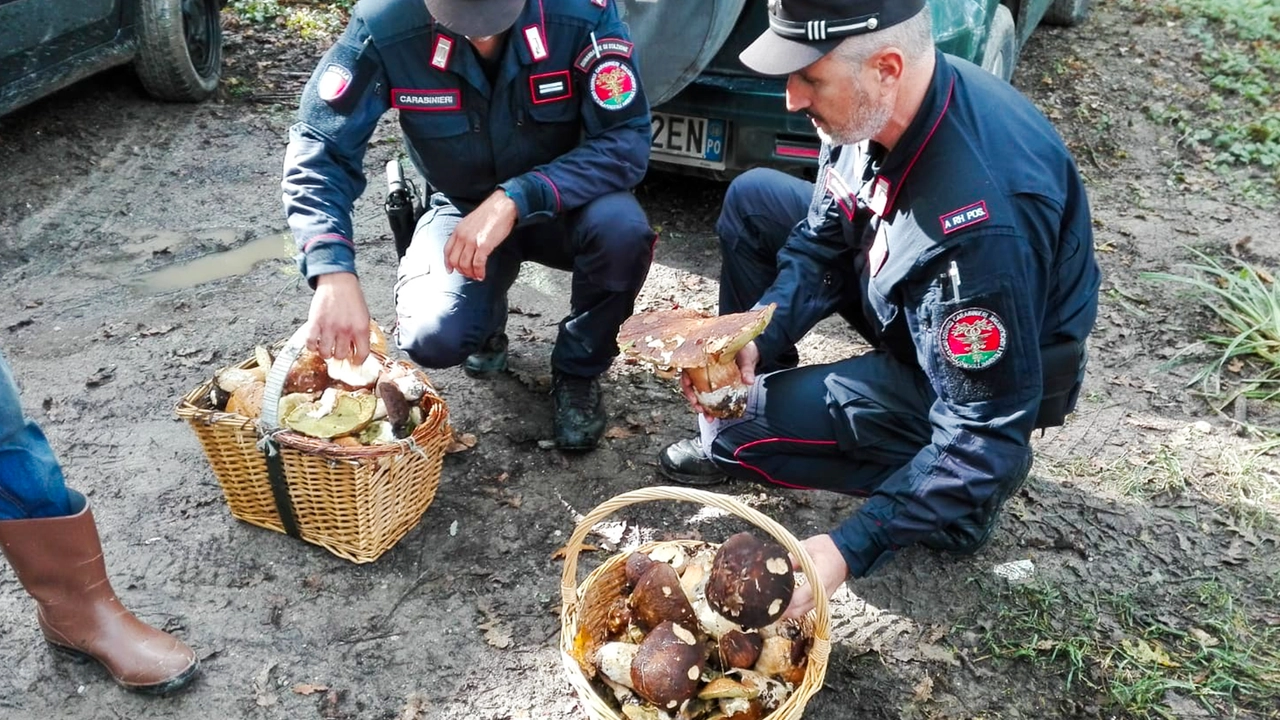 I controlli dei carabinieri forestali sulla raccolta dei funghi (foto Germogli)