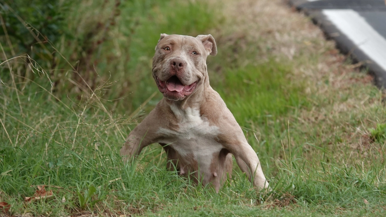 Un esemplare di pitbull (foto di repertorio)