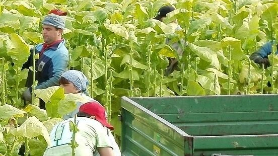 Coltivazioni di tabacco