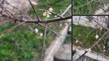 I ramoscelli del biancospino fioriti I ramoscelli del biancospino fioriti