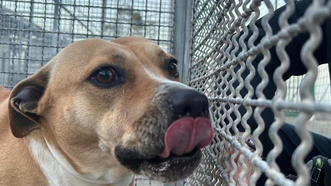 Un biscotto e le coccole prima di dormire