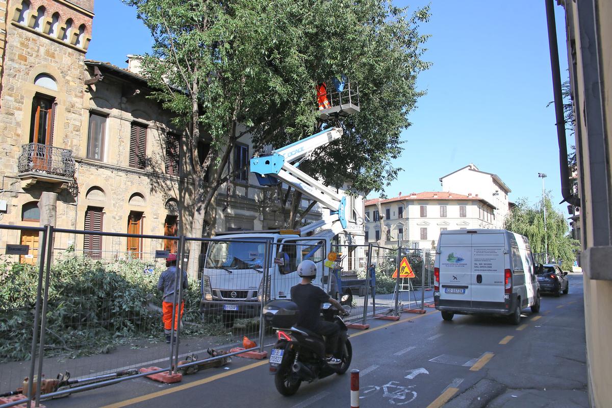 gi249 le piante spazio al tram quasi 500 alberi abbattuti i nuovi piccoli sono 1300 dai viali ai lungarni la mappa