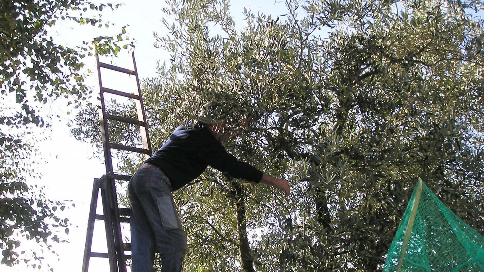 Salvaguardia dei lecci e oliveta in adozione: ecco le iniziative ’green’