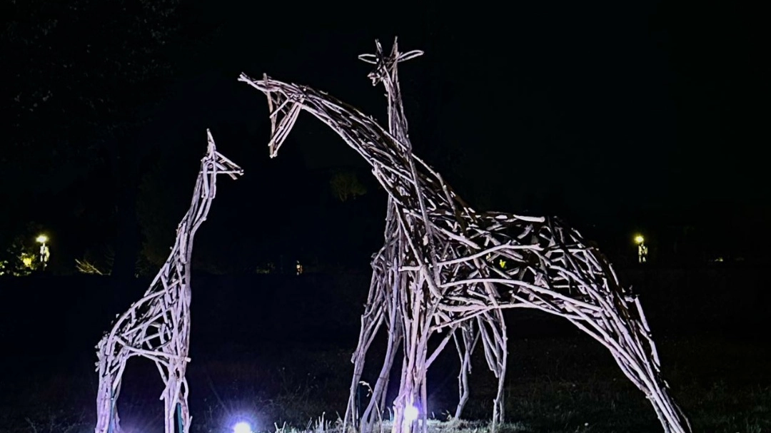 Meyer, la famiglia Giraffa brillerà anche di notte Meyer, la famiglia Giraffa brillerà anche di notte