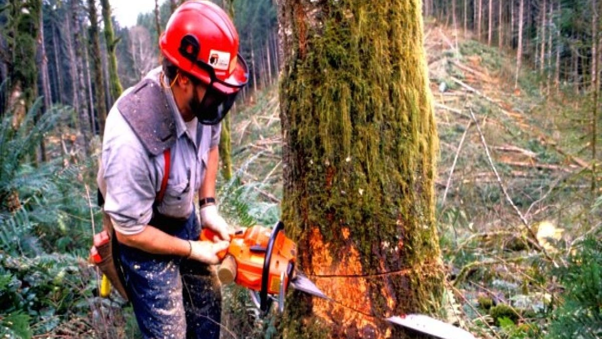 Oltre 11mila ettari di boschi casentinesi premiati per la filiera del legno