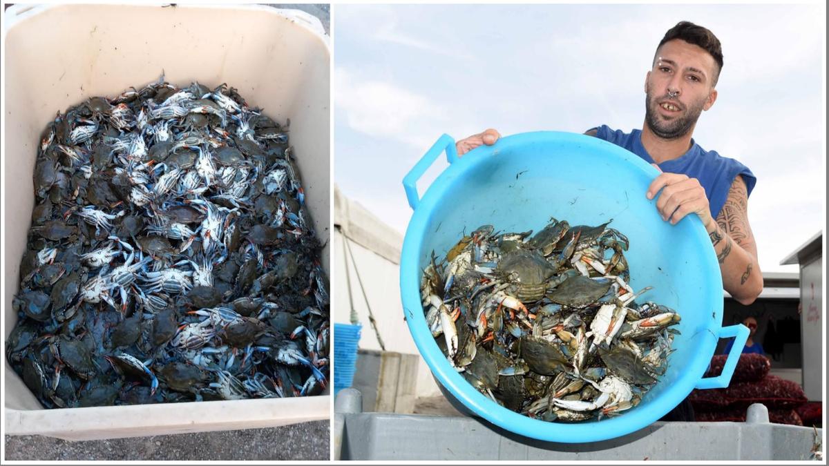 Granchio blu, segnalazioni da tutta la costa toscana. “In certe zone non si può più pescare” Granchio blu, segnalazioni da tutta la costa toscana. “In certe zone non si può più pescare”