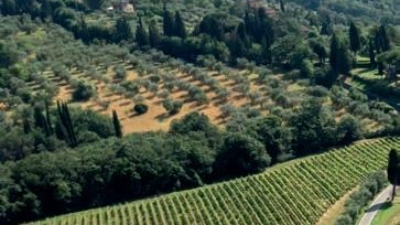 Consorzio Vino Toscana, il 20 febbraio anteprima a Firenze Consorzio Vino Toscana, il 20 febbraio anteprima a Firenze