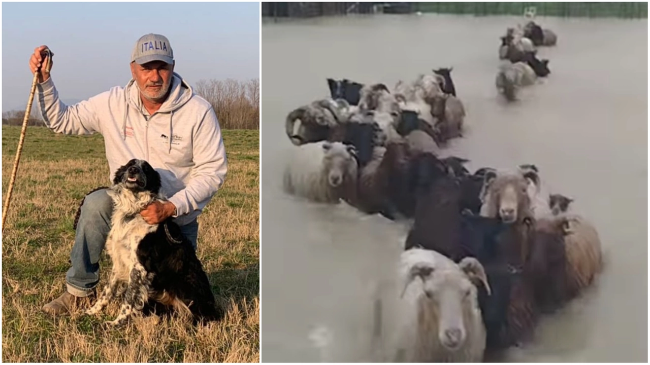 L'allevatore Lorenzo Diana e il cane Depp hanno messo in salvo dagli allagamenti un gregge di 80 pecore e 25 agnellini