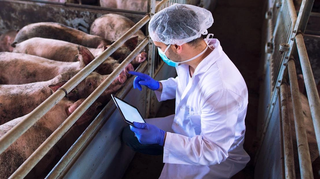 Il caso delle Lame confermato dalle analisi del servizio veterinario Asl (foto d’archivio) Il caso delle Lame confermato dalle analisi del servizio veterinario Asl (foto d’archivio)