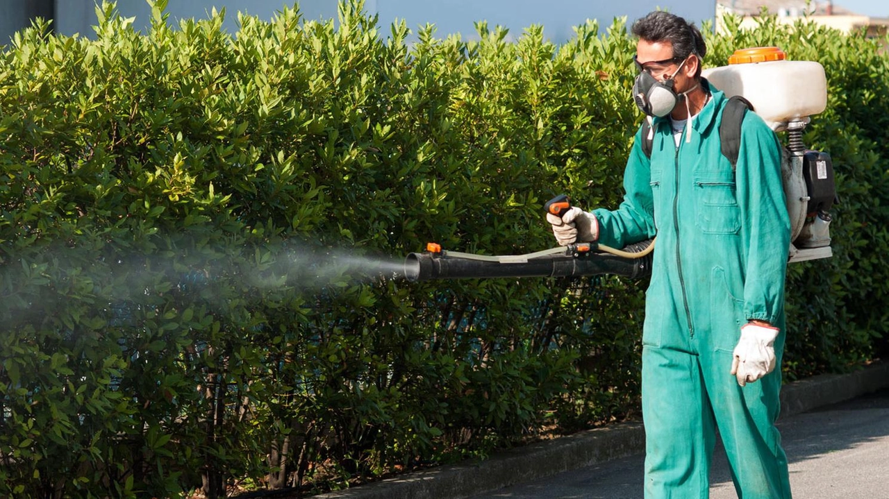 Il Comune di Reggello combatte le zanzare con disinfestazioni e invita i cittadini a collaborare per prevenire la proliferazione. Manuela Plastina. Il Comune di Reggello combatte le zanzare con disinfestazioni e invita i cittadini a collaborare per prevenire la proliferazione. Manuela Plastina.