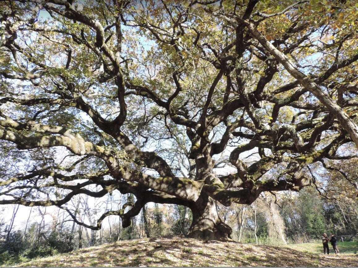 alberi monumentali in toscana tra favole e realt224 dalla quercia delle streghe che ispir242 pinocchio alla cipressa sonora