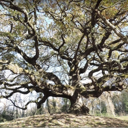 Alberi monumentali in Toscana, tra favole e realtà: dalla quercia delle Streghe che ispirò Pinocchio alla Cipressa sonora