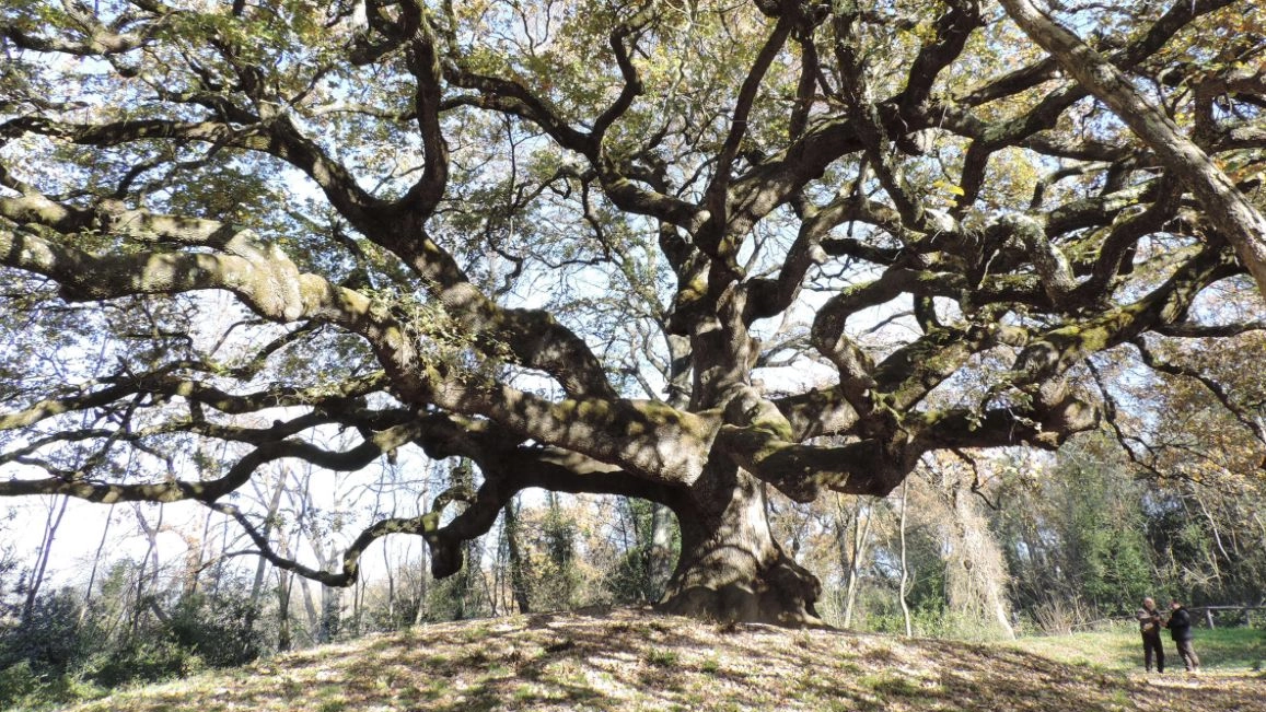La quercia delle Streghe a Capannori (Lucca), che ispirò Pinocchio: si tratta di un esemplare di roverella