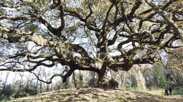 Alberi monumentali in Toscana, tra favole e realtà: dalla quercia delle Streghe che ispirò Pinocchio alla Cipressa sonora