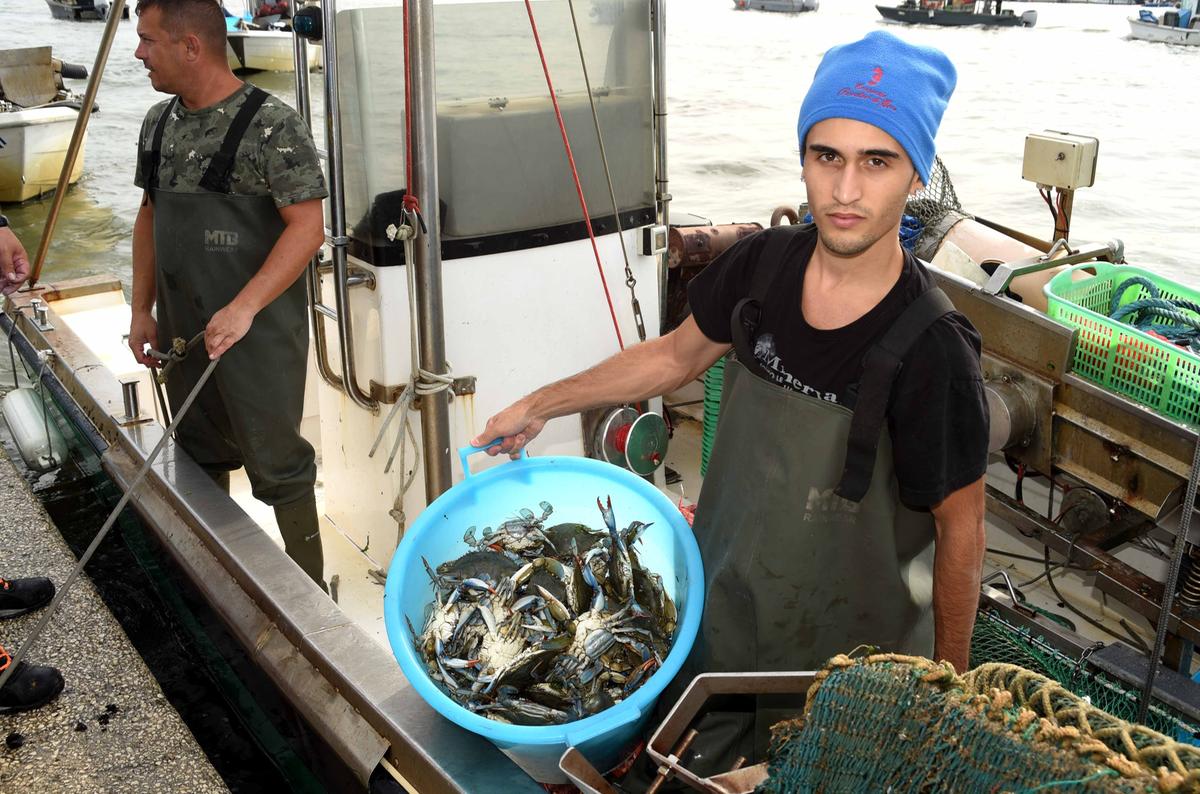 Granchio blu, la proposta: “Serve un progetto di pesca intensiva” Granchio blu, la proposta: “Serve un progetto di pesca intensiva”