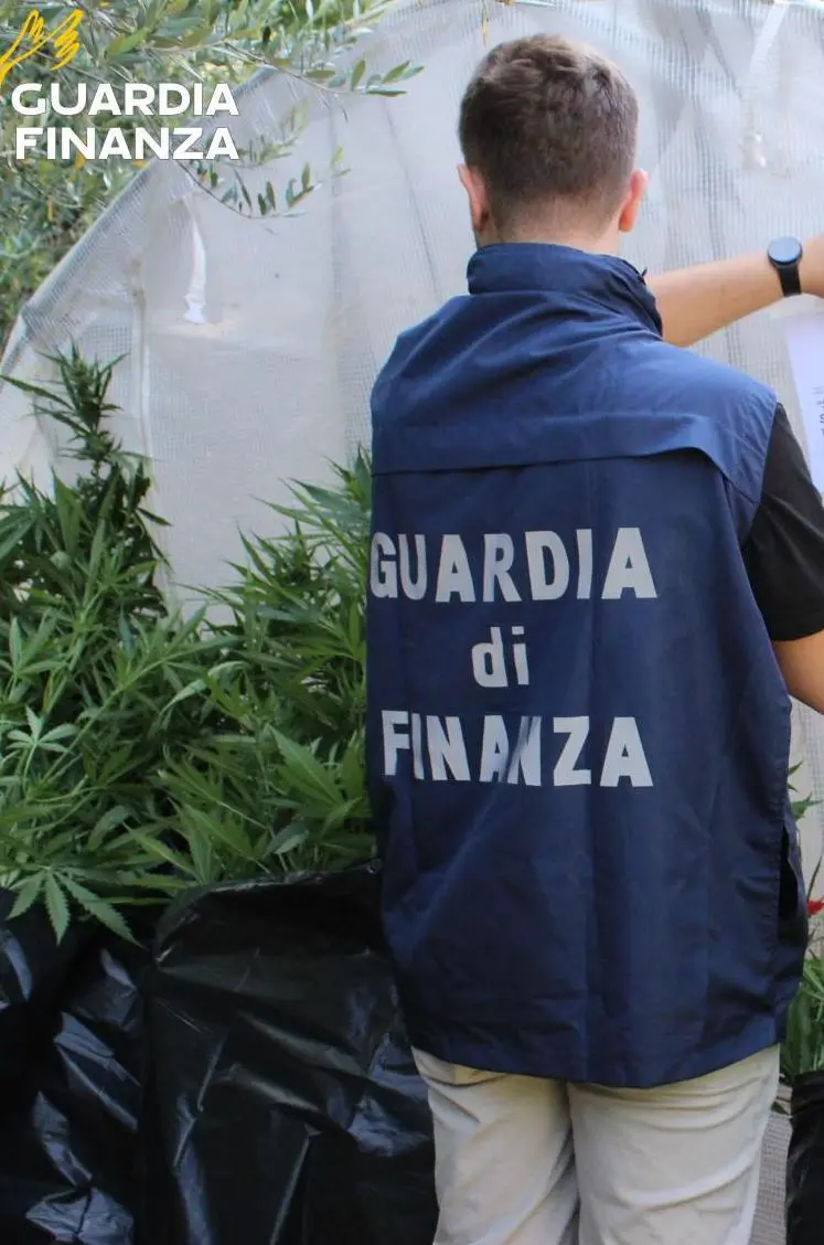 Piantagione di “erba“ in giardino. Serra domestica sequestrata in una villa del Perugino
