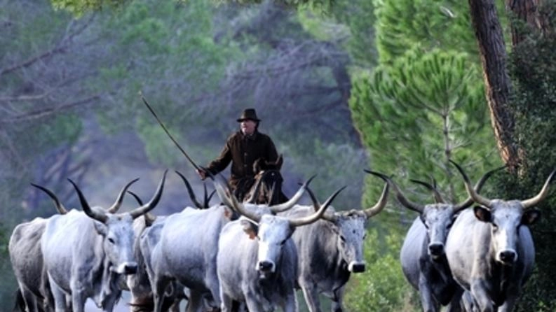 Butteri e vacche maremmane allevate allo stato brado nella tenuta di Alberese gestita da Ente Terre Regionali Toscane (Foto Alberto Pastorelli) Butteri e vacche maremmane allevate allo stato brado nella tenuta di Alberese gestita da Ente Terre Regionali Toscane (Foto Alberto Pastorelli)