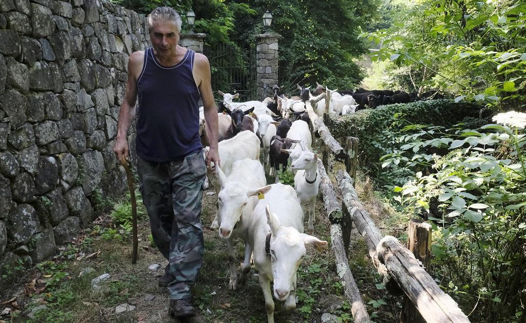 La tradizione si ripete. Festa per il pastore in partenza per i monti La tradizione si ripete. Festa per il pastore in partenza per i monti