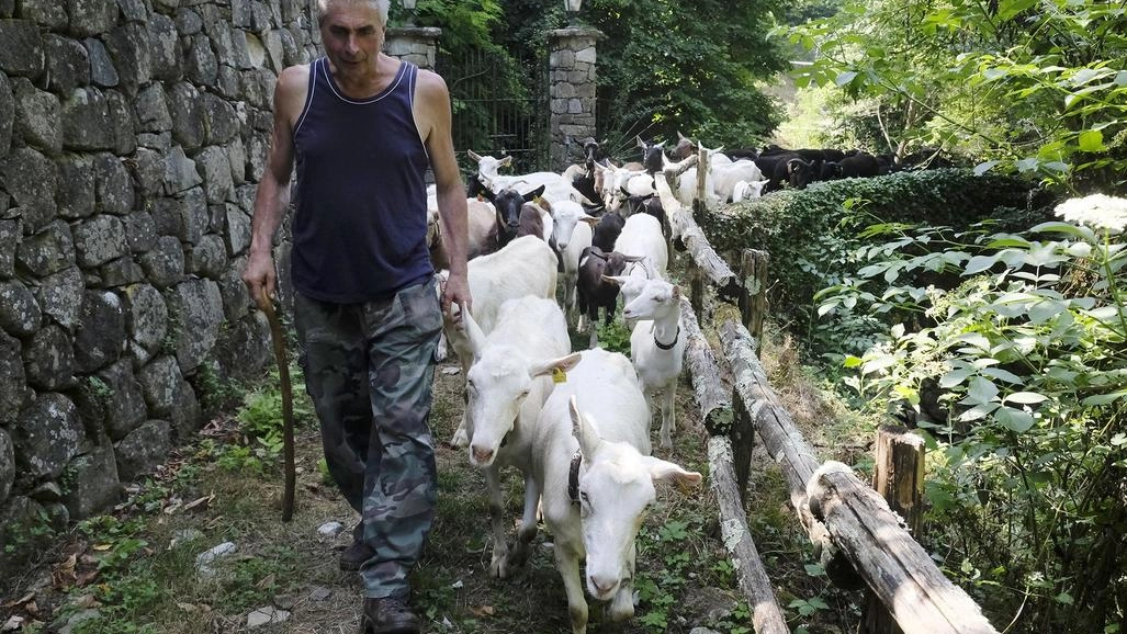 La tradizione si ripete. Festa per il pastore in partenza per i monti