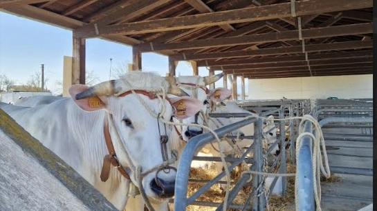 Esposizione alla Fiera dell'Agricoltura