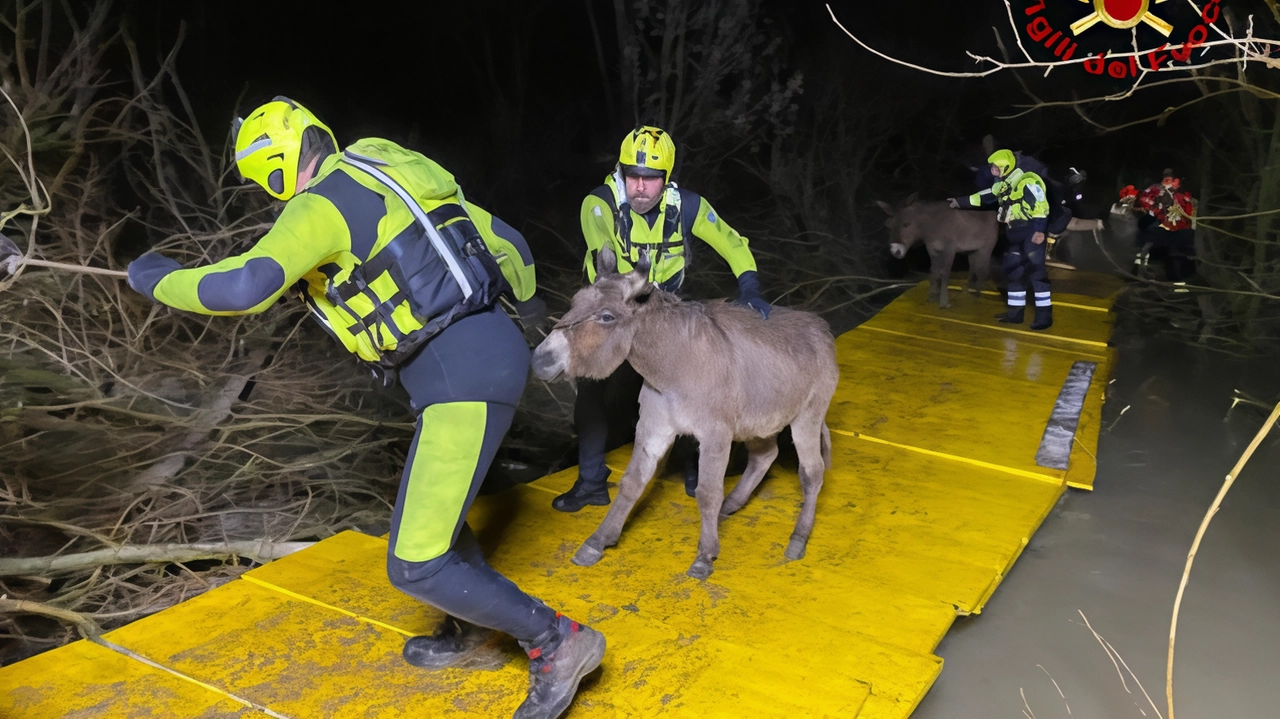 Il salvataggio degli asini a valle della diga di Levane Il salvataggio degli asini a valle della diga di Levane