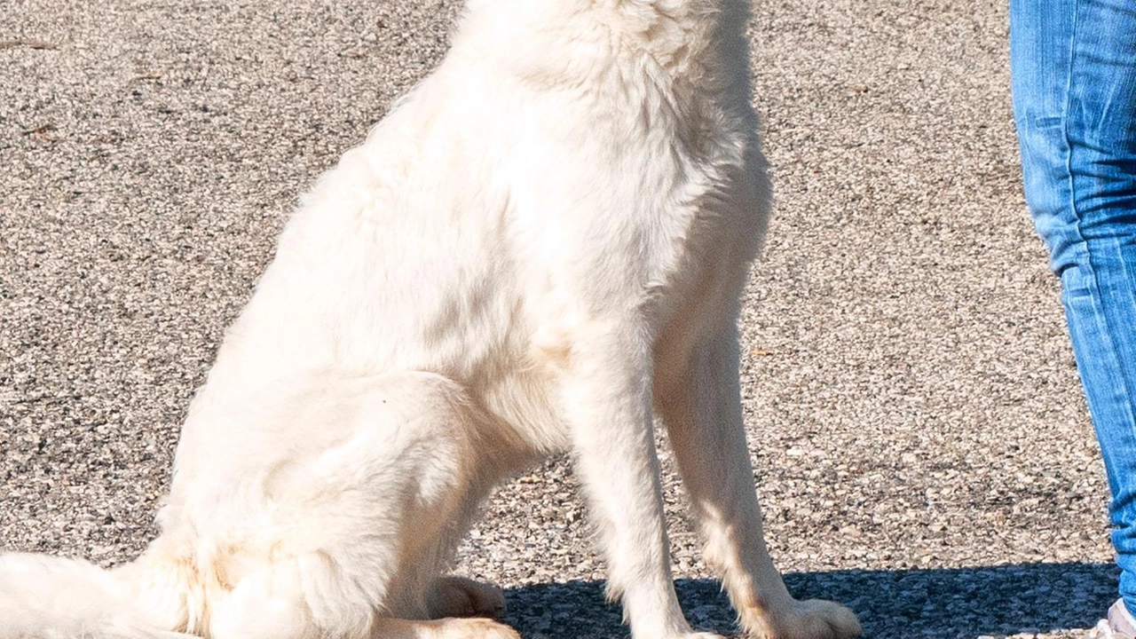 Il cane da pastore Samantha