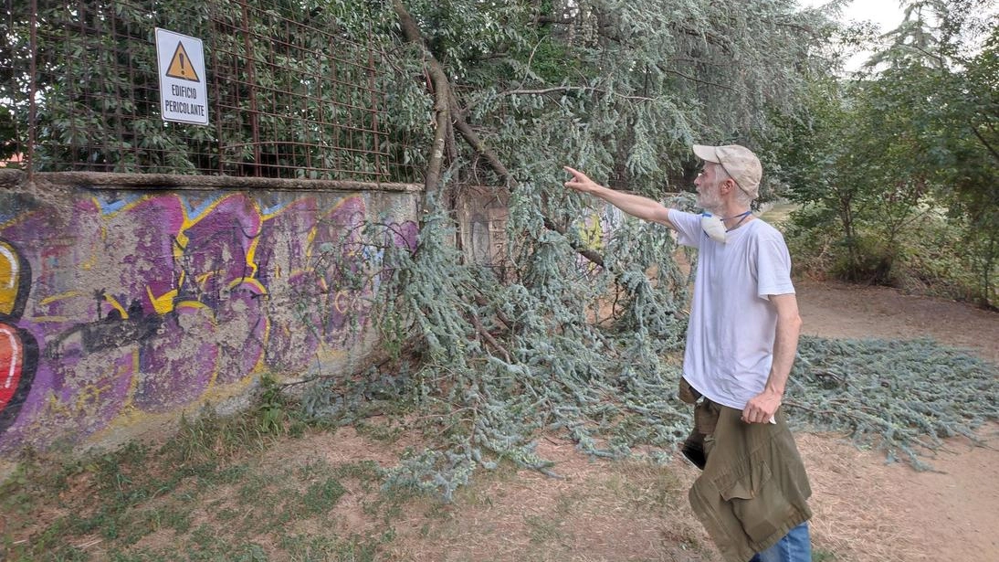Alberi pericolanti al parco ex Banci caduti (. Foto Attalmi