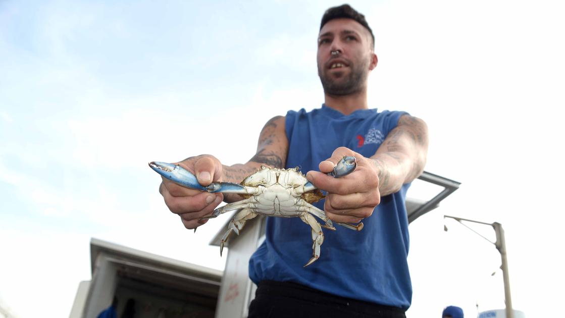 L’incubo del granchio blu: è tornato in laguna, ora Orbetello trema L’incubo del granchio blu: è tornato in laguna, ora Orbetello trema